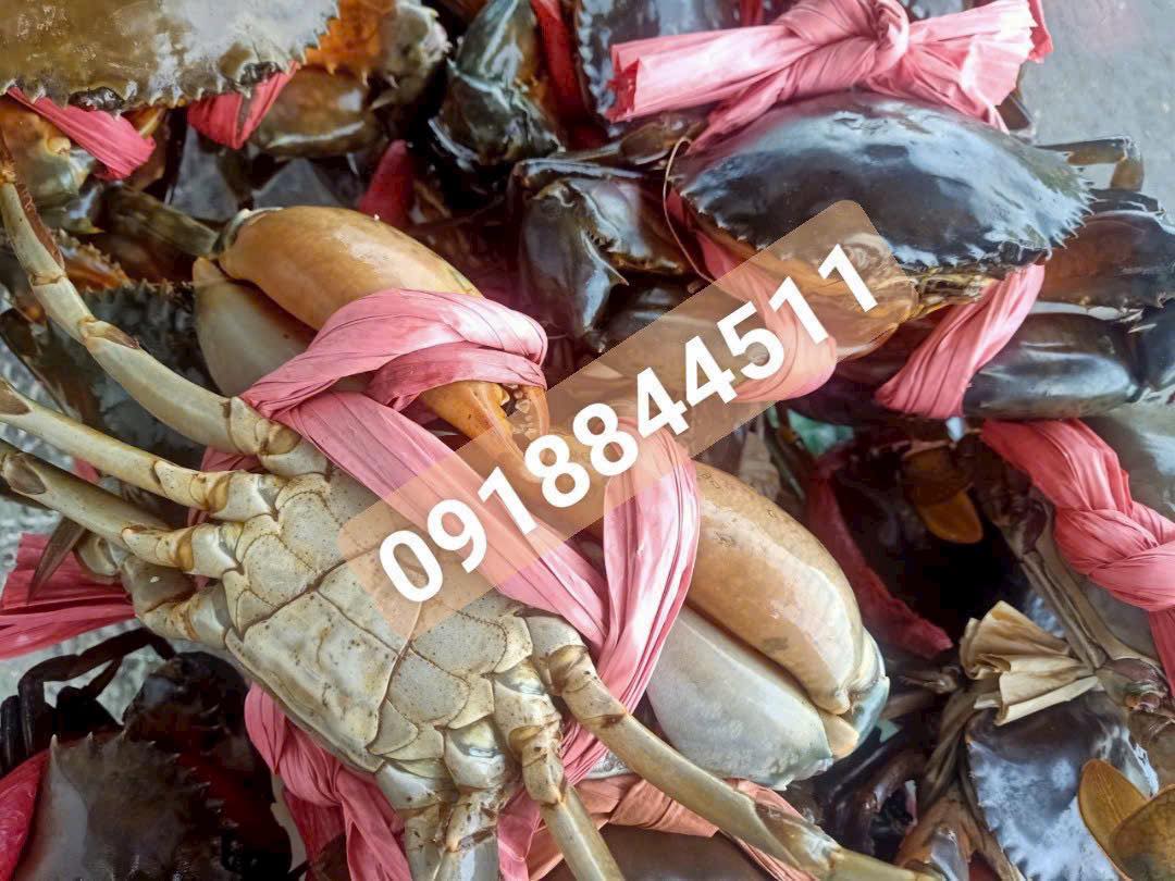 [🆕🇻🇳] Tài Phát Foods Giá Sỉ – Nhà bán buôn thực phẩm 🍔 Top1Food  🍜   𝐃𝐀𝐍𝐇 𝐌𝐔̣𝐂 𝐓𝐇𝐈̣𝐓 𝐇𝐄𝐎
  Tên sản phẩm: Sườn sụn xương heo. 
  Quy cách: 10 kg/thùng. 
–> Combo giòn sần sật + mềm mọng đỉnh cao. Chế biến đa dạng món:
  Ch , shares-0✔️ , likes-0❤️️ , date-2025-07-10 16:30:21🇻🇳🇻🇳🇻🇳📰🆕