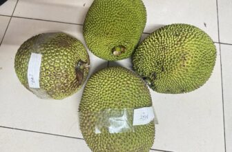 [🆕🇻🇳] Top1Vietnam ♥️️ Mít ta nhà em trồng siêu sạch chỉ 15k/kg nay em còn 2 quả mít zai duy nhất, cây mít siêu ngon ạ
Sẵn luôn 1 loạt siêu phẩm cho nhà mình ăn tối ạ:Cua móc r , shares-1✔️ , likes-1❤️️ , date-2025-07-16 21:00:46🇻🇳🇻🇳🇻🇳📰🆕