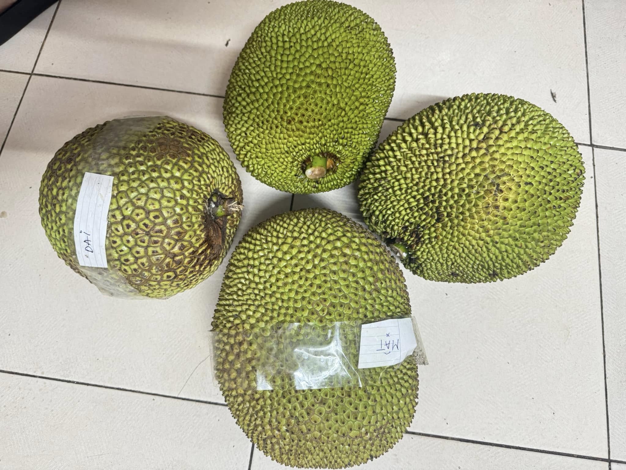 [🆕🇻🇳] Top1Vietnam ♥️️ Mít ta nhà em trồng siêu sạch chỉ 15k/kg nay em còn 2 quả mít zai duy nhất, cây mít siêu ngon ạ
Sẵn luôn 1 loạt siêu phẩm cho nhà mình ăn tối ạ:

Cua móc r , shares-1✔️ , likes-1❤️️ , date-2025-07-16 21:00:46🇻🇳🇻🇳🇻🇳📰🆕