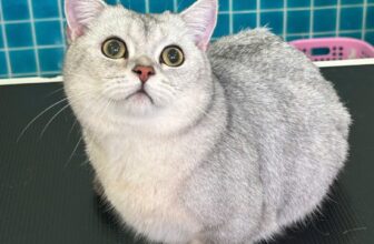 [🆕🇻🇳] Kin Neko PetShop – Cửa Hàng Thú Cưng 🐶🦜 Top1Pets 🐱🐠  “Sen ơi… Sen có quên gì hong đó?”Góc nhắc nhè nhẹ: Tháng 7 này Kin đang có quà xịn dành cho các bé khi chọn gói tắm Grooming Phục Hồi đó nha
Boss Mèo: , shares-1✔️ , likes-6❤️️ , date-2025-07-21 03:00:14🐶🐱🇻🇳🇻🇳🇻🇳📰🆕