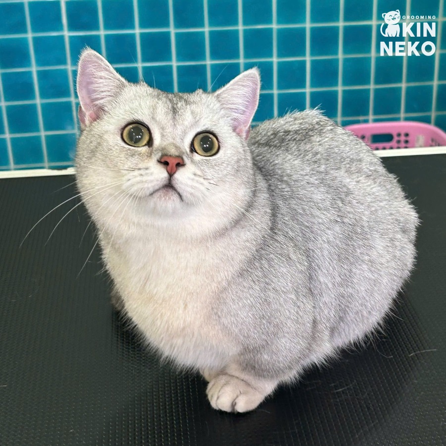 [🆕🇻🇳] Kin Neko PetShop – Cửa Hàng Thú Cưng 🐶🦜 Top1Pets 🐱🐠  “Sen ơi… Sen có quên gì hong đó?”Góc nhắc nhè nhẹ: Tháng 7 này Kin đang có quà xịn dành cho các bé khi chọn gói tắm Grooming Phục Hồi đó nha
Boss Mèo: , shares-1✔️ , likes-6❤️️ , date-2025-07-21 03:00:14🐶🐱🇻🇳🇻🇳🇻🇳📰🆕