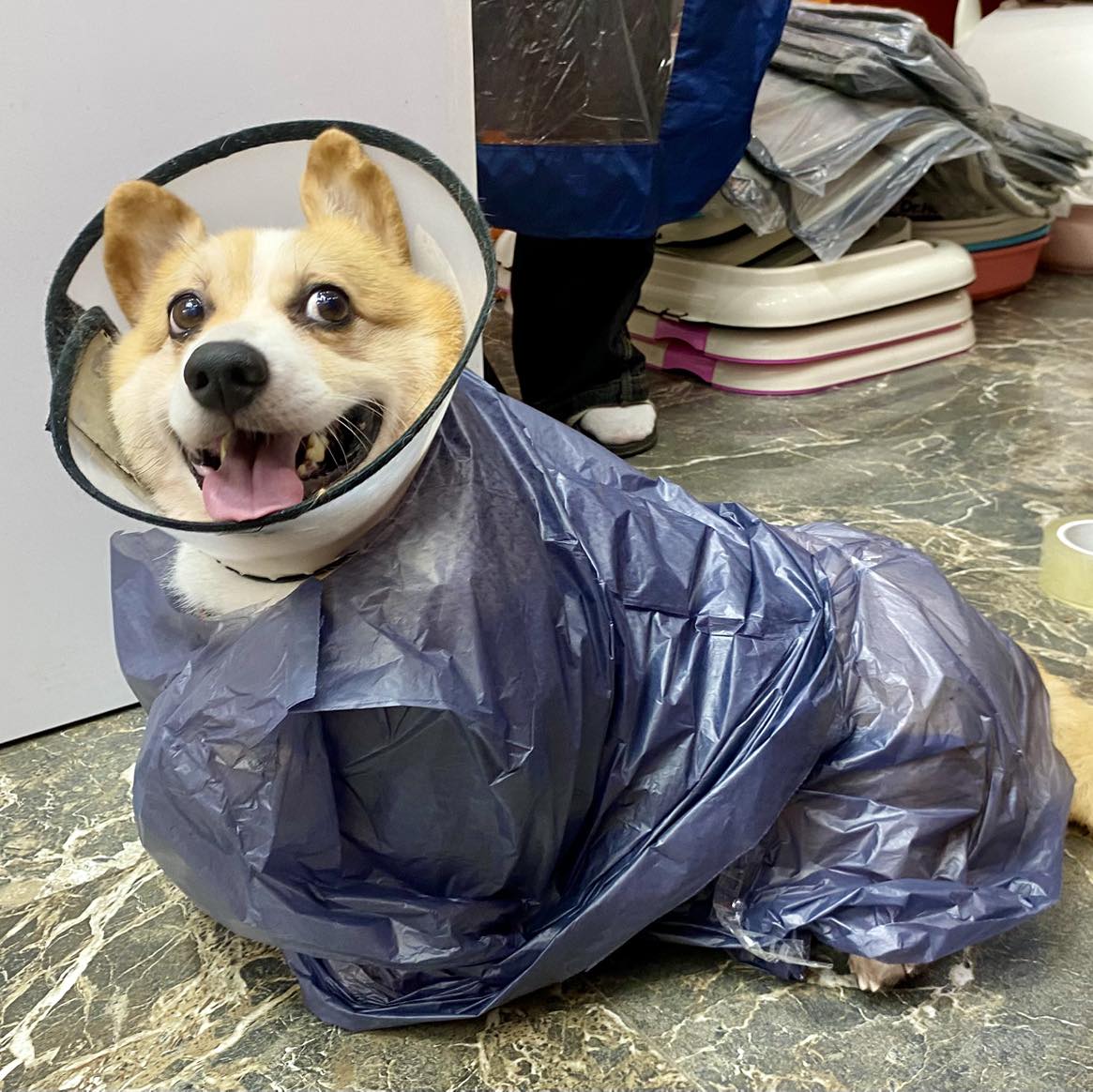 [🆕🇻🇳] Bệnh Viện Thú Y 2VET Long Biên 🐶🦜 Top1Pets 🐱🐠 Cơn mưa ngang qua bất chợt và outfit ra đường của anh Bon kiểu
——————————————
Bệnh viện thú y 2Vet – Long Biên
591 Nguyễn Văn Cừ, Long Biên, Hà Nội
038 , shares-3✔️ , likes-6❤️️ , date-2025-07-20 15:33:22🐶🐱🇻🇳🇻🇳🇻🇳📰🆕