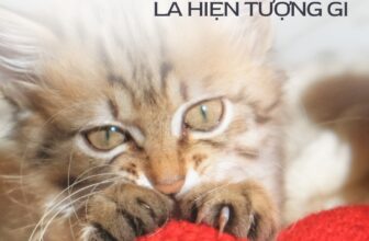 [🆕🇻🇳] Alpha Pet Vietnam – Vật phẩm dành cho thú cưng 🐶🦜 Top1Pets 🐱🐠 𝐌𝐞̀𝐨 𝐧𝐡𝐚̀𝐨 𝐛𝐨̣̂𝐭 𝐥𝐚̀ 𝐡𝐢𝐞̣̂𝐧 𝐭𝐮̛𝐨̛̣𝐧𝐠 𝐠𝐢̀Mèo nhào bột gây ấn tượng mạnh bởi sự lặp đi lặp lại của hành động nhào lộn, đạp đạp hoặc nhồi nhồi vào một vật t , shares-0✔️ , likes-49❤️️ , date-2025-07-16 22:42:02🐶🐱🇻🇳🇻🇳🇻🇳📰🆕