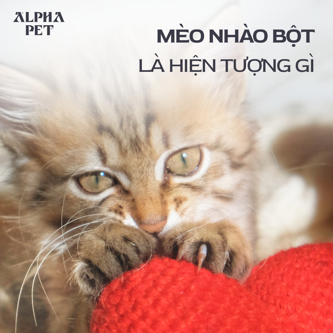 [🆕🇻🇳] Alpha Pet Vietnam – Vật phẩm dành cho thú cưng 🐶🦜 Top1Pets 🐱🐠 𝐌𝐞̀𝐨 𝐧𝐡𝐚̀𝐨 𝐛𝐨̣̂𝐭 𝐥𝐚̀ 𝐡𝐢𝐞̣̂𝐧 𝐭𝐮̛𝐨̛̣𝐧𝐠 𝐠𝐢̀

Mèo nhào bột gây ấn tượng mạnh bởi sự lặp đi lặp lại của hành động nhào lộn, đạp đạp hoặc nhồi nhồi vào một vật t , shares-0✔️ , likes-49❤️️ , date-2025-07-16 22:42:02🐶🐱🇻🇳🇻🇳🇻🇳📰🆕