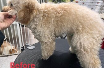 [🆕🇻🇳] BÔNG BOSS FAM 🐶🦜 Top1Pets 🐱🐠 Poodle thì vẫn nên cạo lông máu 2-3 lần để có chất lông đẹp- cắt lên form chuẩn.
Nhưng nếu ba mẹ sợ ẻm xấu hay ba mẹ cũng không cần em có bộ lông cứng hơn , shares-0✔️ , likes-5❤️️ , date-2025-07-15 17:39:02🐶🐱🇻🇳🇻🇳🇻🇳📰🆕