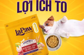 [🆕🇻🇳] LaPaw – sản phẩm chăm sóc thú cưng hàng đầu Việt Nam 🐶🦜 Top1Pets 🐱🐠  THAY ĐỔI NHỎ – LỢI ÍCH TONgười Việt Nam có xu hướng cho cún cưng ăn thức ăn của mình, thế nhưng điều đó có thật sự ổn cho hệ tiêu hóa của cún? Cún trưởn , shares-1✔️ , likes-4❤️️ , date-2025-07-14 21:15:31🐶🐱🇻🇳🇻🇳🇻🇳📰🆕
