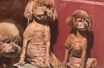 [🆕🇻🇳] Paws’ Smile – Pet Salon Đà Nẵng 🐶🦜 Top1Pets 🐱🐠 Gởi chúng nó về quê một thời guan không nhận ra nó phải con mình không—————————————–
Paws’ Smile – Pet Salon Đà Nẵng
~~ 𝑪𝒉𝒊̉ , shares-0✔️ , likes-0❤️️ , date-2025-07-14 05:32:36🐶🐱🇻🇳🇻🇳🇻🇳📰🆕