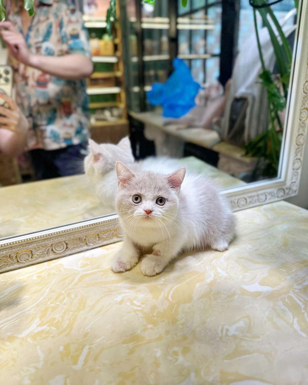 [🆕🇻🇳] Đảo Thú Cưng – Long Thành 🐶🦜 Top1Pets 🐱🐠 : “𝐒𝐞𝐧 𝐨̛𝐢, đ𝐢 𝐬𝐩𝐚 𝐧𝐮̛̃𝐚 𝐧𝐡𝐚?”
𝐒𝐞𝐧: “Đ𝐢 𝐧𝐮̛̃𝐚 𝐡𝐚̉? 𝐌𝐨̛́𝐢 đ𝐢 𝐭𝐮𝐚̂̀𝐧 𝐭𝐫𝐮̛𝐨̛́𝐜!”
: “𝐂𝐡𝐨̛́ đ𝐞̣𝐩 𝐯𝐚̣̂𝐲 𝐫𝐨̂̀𝐢 𝐤𝐡𝐨̂𝐧𝐠 đ𝐢 𝐧𝐮̛̃𝐚 𝐭𝐡𝐢̀ 𝐮𝐨̂̉𝐧𝐠 𝐥𝐚̆́𝐦 đ𝐨́!”Đảo Thú C , shares-1✔️ , likes-0❤️️ , date-2025-07-20 15:45:19🐶🐱🇻🇳🇻🇳🇻🇳📰🆕