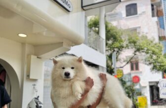 [🆕🇻🇳] Dog Salon MoMo & Academy – Studio – Spa – Hotel – Academy 🐶🦜 Top1Pets 🐱🐠 HELLO, TUI ĐẾN ĐÂY .
Đầu tuần được ông bà zà cho đi làm đẹp ở Dog Salon Momo
Tui làm combo đủ 15 bước thơm tho sạch đẹp luôn nhen
—————
Dog salon MoMo : , shares-0✔️ , likes-3❤️️ , date-2025-07-21 18:38:40🐶🐱🇻🇳🇻🇳🇻🇳📰🆕