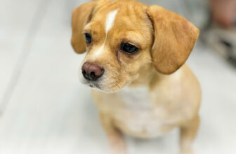 [🆕🇻🇳] Bệnh Viện Thú Y Pet Joy Hồ Chí Minh 🐶🦜 Top1Pets 🐱🐠   NUỐT PHẢI CHỊ ONG NÂU – BÉ LU NHẬP VIỆN KHẨN CẤP DO NGỘ ĐỘCKhi bé Lu bất ngờ nôn ra một con ong, gia đình vô cùng hoảng hốt và lập tức đưa bé đến Bệnh  , shares-0✔️ , likes-0❤️️ , date-2025-07-11 03:37:49🐶🐱🇻🇳🇻🇳🇻🇳📰🆕