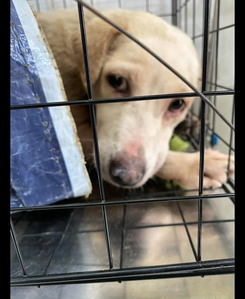 [🆕🇻🇳] Thú Y & Petshop Luân Phan – Quận 12 Hóc Môn 🐶🦜 Top1Pets 🐱🐠 Bé không có chủ và phải mang trên mình khối u rất lớn cạ dưới đường . Con đã khoẻ và trở lại với cuộc sống tốt hơn #chomeo#yeuchomeo , shares-0✔️ , likes-5❤️️ , date-2025-07-14 07:12:15🐶🐱🇻🇳🇻🇳🇻🇳📰🆕