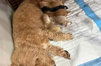 [🆕🇻🇳] Phòng khám thú y AMI PET Tân An 🐶🦜 Top1Pets 🐱🐠 Mừng 5 thiên thần chào đờiii“PHÒNG KHÁM THÚ Y AMI PET
CHẤT LƯỢNG TẠO NÊN THƯƠNG HIỆU”
——————————————–
Ở đây có:
Khám điều t , shares-0✔️ , likes-2❤️️ , date-2025-07-11 01:54:36🐶🐱🇻🇳🇻🇳🇻🇳📰🆕