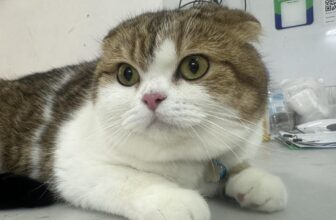 [🆕🇻🇳] Phòng khám Thú Y – Spa Nguyên An Bình 🐶🦜 Top1Pets 🐱🐠 Thần Tiên Tỷ Tỷ
Đẹp không tỳ vết: 83 Doãn Kế Thiện, Cầu Giấy, Hà Nội
: 03582.333.88#khambenhthucung #guichomeo #GiamBachCau #tronggiuchomeo #vethos , shares-0✔️ , likes-4❤️️ , date-2025-07-14 00:38:53🐶🐱🇻🇳🇻🇳🇻🇳📰🆕