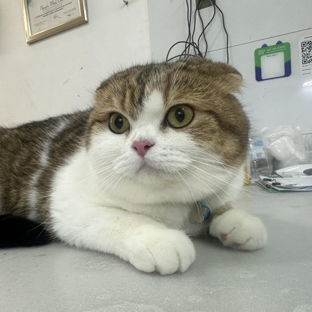 [🆕🇻🇳] Phòng khám Thú Y – Spa Nguyên An Bình 🐶🦜 Top1Pets 🐱🐠 Thần Tiên Tỷ Tỷ
Đẹp không tỳ vết: 83 Doãn Kế Thiện, Cầu Giấy, Hà Nội
: 03582.333.88#khambenhthucung #guichomeo #GiamBachCau #tronggiuchomeo #vethos , shares-0✔️ , likes-4❤️️ , date-2025-07-14 00:38:53🐶🐱🇻🇳🇻🇳🇻🇳📰🆕