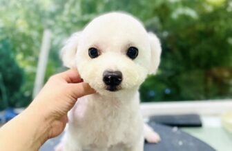 [🆕🇻🇳] Chip’s PetShop – Khách Sạn Thú Cưng 🐶🦜 Top1Pets 🐱🐠 Shop kết thúc ngày thui, mưa gió quá ạ
, shares-0✔️ , likes-2❤️️ , date-2025-07-20 01:40:52🐶🐱🇻🇳🇻🇳🇻🇳📰🆕