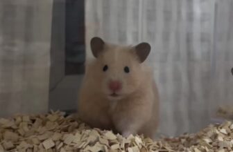 [🆕🇻🇳] Hamster Kingdom Thủ Đức 🐶🦜 Top1Pets 🐱🐠 Lần đầu tới nhà, chỉ là tìm hiểu thui nheeHAMSTER KINGDOM – NƠI BẠN BẮT ĐẦU HÀNH TRÌNH YÊU HAMSTER
————————————-
Ủng hộ Hamster K , shares-0✔️ , likes-0❤️️ , date-2025-07-18 03:01:41🐶🐱🇻🇳🇻🇳🇻🇳📰🆕