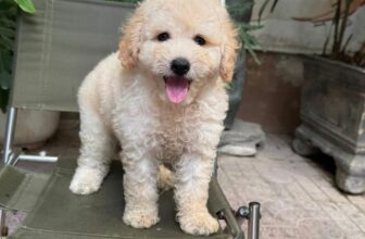 [🆕🇻🇳] Lâm Trang Pet Shop Vinh 🐶🦜 Top1Pets 🐱🐠 Tự nhiên mưa bão
, shares-0✔️ , likes-9❤️️ , date-2025-07-20 02:51:14🐶🐱🇻🇳🇻🇳🇻🇳📰🆕