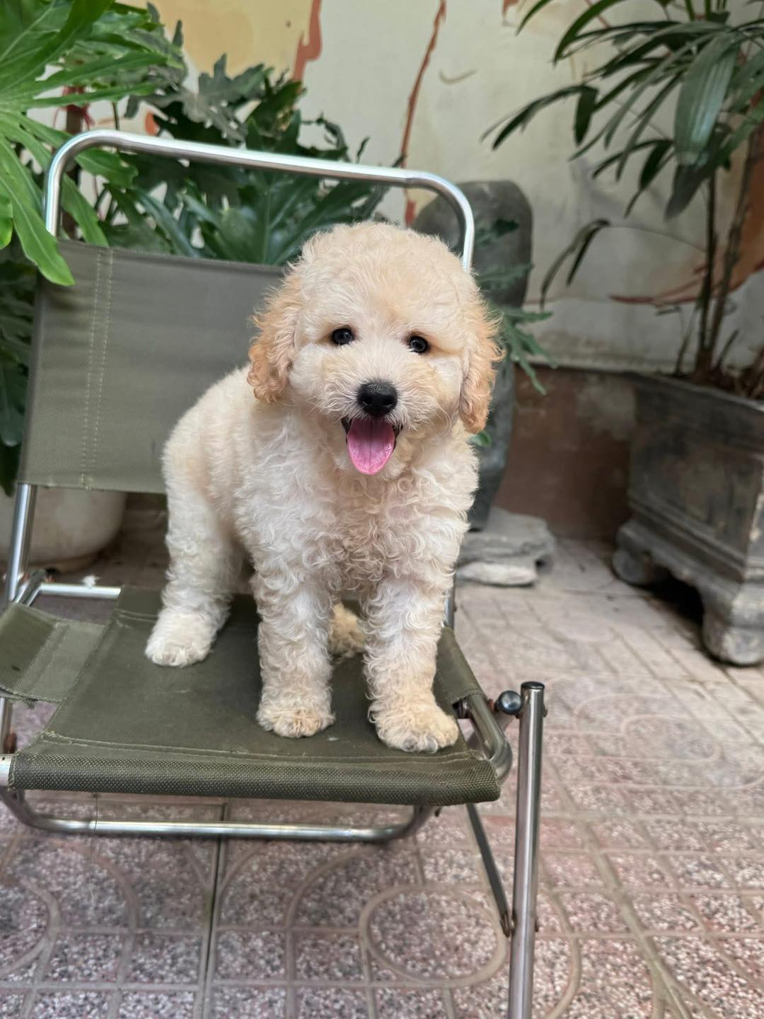 [🆕🇻🇳] King’s Pet Vietnam 🐶🦜 Top1Pets 🐱🐠  Du lịch có boss đi cùng thì vui gấp đôi – nhưng cũng lo gấp bội?
Mèo cưng đi chơi xa dễ biếng ăn, lạ mùi, khó tiêu – nên Sen càng cần chuẩn bị đồ ăn gọn  , shares-0✔️ , likes-53❤️️ , date-2025-07-20 03:00:19🐶🐱🇻🇳🇻🇳🇻🇳📰🆕