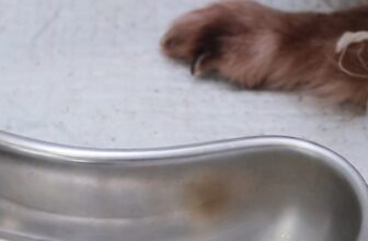 [🆕🇻🇳] Bệnh Viện Thú Y Kim Sơn Quận 3 🐶🦜 Top1Pets 🐱🐠 ĐẰNG SAU ÁNH MẮT LÀ NỖI ĐAU KHÔNG LỜI
Bé Chó Bi nhập viện trong tình trạng tiểu ra máu, đau quặn bụng khi đi vệ sinh
Kết quả X-quang khiến ai cũng xót xa: , shares-0✔️ , likes-0❤️️ , date-2025-07-18 01:38:55🐶🐱🇻🇳🇻🇳🇻🇳📰🆕