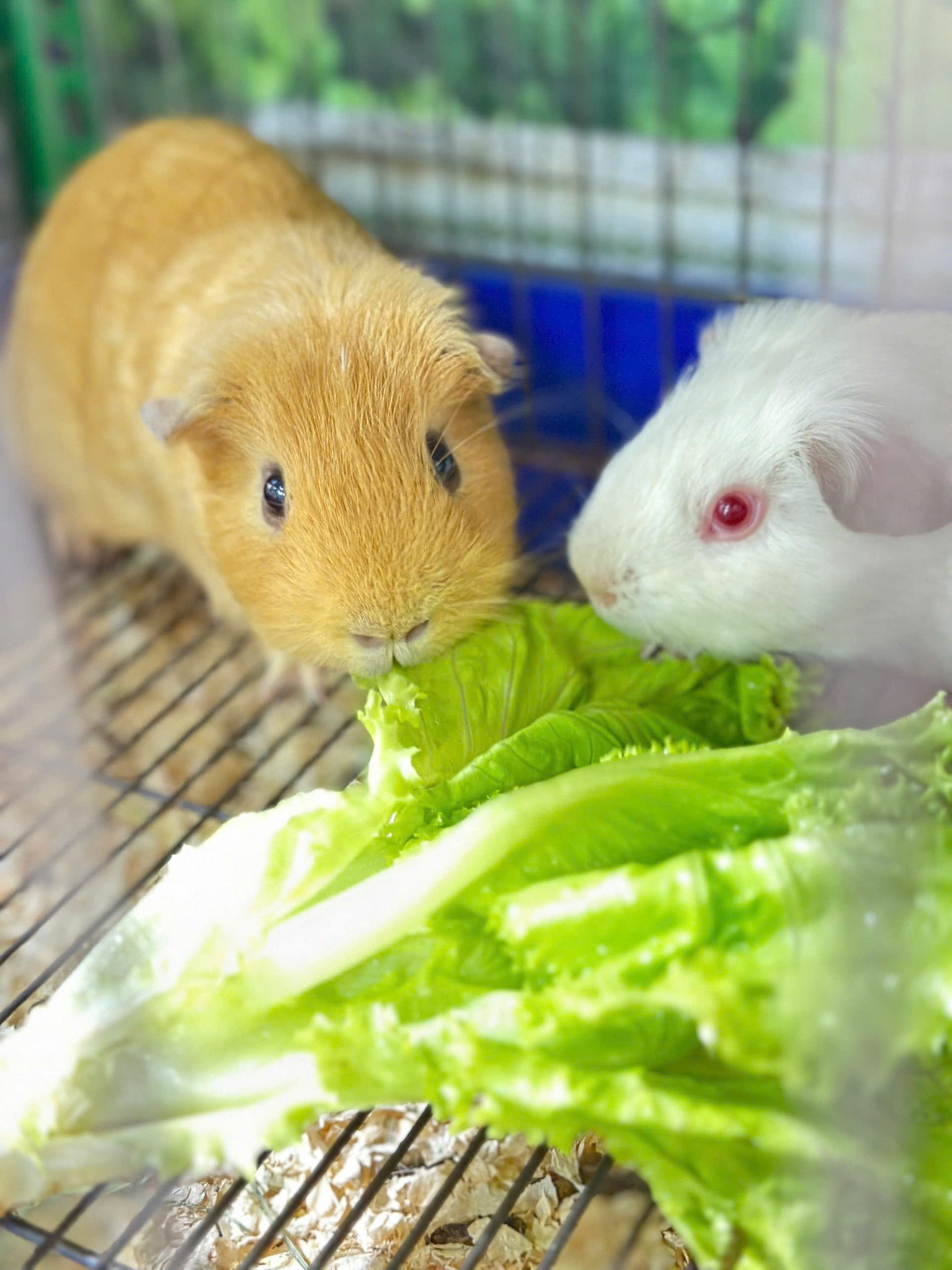 [🆕🇻🇳] Minh Tuyết Shop – Chuyên quần áo hót rẻ nhất thị trường 👕 Top1Fashion 👗  Xả #35kaa sét k mua chịu á , shares-0✔️ , likes-7❤️️ , date-2025-07-17 14:49:59🇻🇳🇻🇳🇻🇳📰🆕