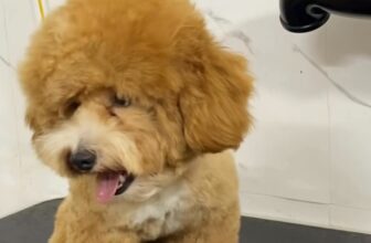 [🆕🇻🇳] Xuka Pet – Tiệm Làm Đẹp Thú Cưng 🐶🦜 Top1Pets 🐱🐠 Lucky ngoan xinh iu cứ tắm thơm tho  xong ko mún về lun ạ
——————————————
Miễn phí đưa đón  , shares-0✔️ , likes-0❤️️ , date-2025-07-19 22:23:12🐶🐱🇻🇳🇻🇳🇻🇳📰🆕