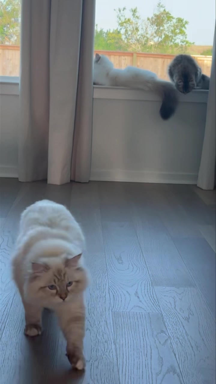 [🆕🇻🇳] Dịch vụ thú y tại nhà 24h Đà Nẵng HomePet 🐶🦜 Top1Pets 🐱🐠  𝗖𝗮̂́𝗽 𝗰𝘂̛́𝘂 𝗺𝗼̂̉ đ𝗲̉ 𝘁𝗵𝗮̀𝗻𝗵 𝗰𝗼̂𝗻𝗴 𝗰𝗵𝗼 𝗯𝗲́ 𝗰𝘂́𝗻 𝗫𝘂𝗸𝗮
Nay làm mẹ của 5 bé rồi, ca mổ được xử lý lúc 1h sáng tại Home Pet, mẹ tròn con vuông ạ
_____________ , shares-0✔️ , likes-2❤️️ , date-2025-07-16 18:40:13🐶🐱🇻🇳🇻🇳🇻🇳📰🆕