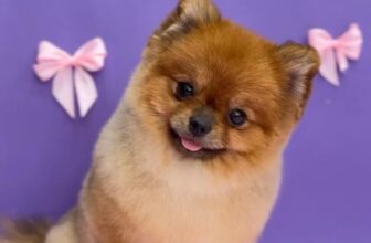 [🆕🇻🇳] LanLan Pet – Hà Nội 🐶🦜 Top1Pets 🐱🐠 Xinh Ngoan Yêuu
———————————
Chi nhánh Hà Nội:
Cơ sở 1: 52B Hàng Bún, Ba Đình, Hà Nội
open: 8h30 – 19h
Cơ sở 2: Biệt Thự Số 38, Dãy B, Lô N.09, Khu Đô T , shares-0✔️ , likes-0❤️️ , date-2025-07-15 17:33:57🐶🐱🇻🇳🇻🇳🇻🇳📰🆕