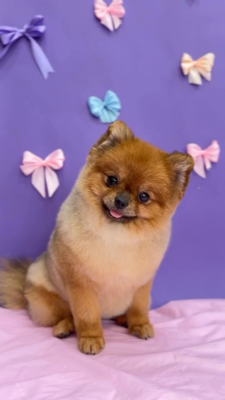 [🆕🇻🇳] LanLan Pet – Hà Nội 🐶🦜 Top1Pets 🐱🐠 Xinh Ngoan Yêuu 
———————————
Chi nhánh Hà Nội:
 Cơ sở 1: 52B Hàng Bún, Ba Đình, Hà Nội
open: 8h30 – 19h
 Cơ sở 2: Biệt Thự Số 38, Dãy B, Lô N.09, Khu Đô T , shares-0✔️ , likes-0❤️️ , date-2025-07-15 17:33:57🐶🐱🇻🇳🇻🇳🇻🇳📰🆕