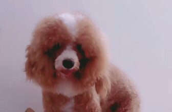 [🆕🇻🇳] Trông Em Pet House – Giữ Chó Mèo Giá Rẻ – Khách Sạn Thú Cưng Giá Rẻ HCM 🐶🦜 Top1Pets 🐱🐠 (English below)Chuyên mục mỗi ngày một câu nói truyền cảm hứng !“Mục tiêu cũng giống như địa chỉ nhà, nếu cứ thay đổi nhiều thì làm sao mà quý ngài Thà , shares-0✔️ , likes-0❤️️ , date-2025-07-14 15:59:41🐶🐱🇻🇳🇻🇳🇻🇳📰🆕