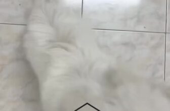 [🆕🇻🇳] Nhà Chó Mèo – Pet Shop – Pet Hotel  🐶🦜 Top1Pets 🐱🐠 Ngày thứ 4 của sốp tui  , shares-0✔️ , likes-0❤️️ , date-2025-07-16 20:03:43🐶🐱🇻🇳🇻🇳🇻🇳📰🆕