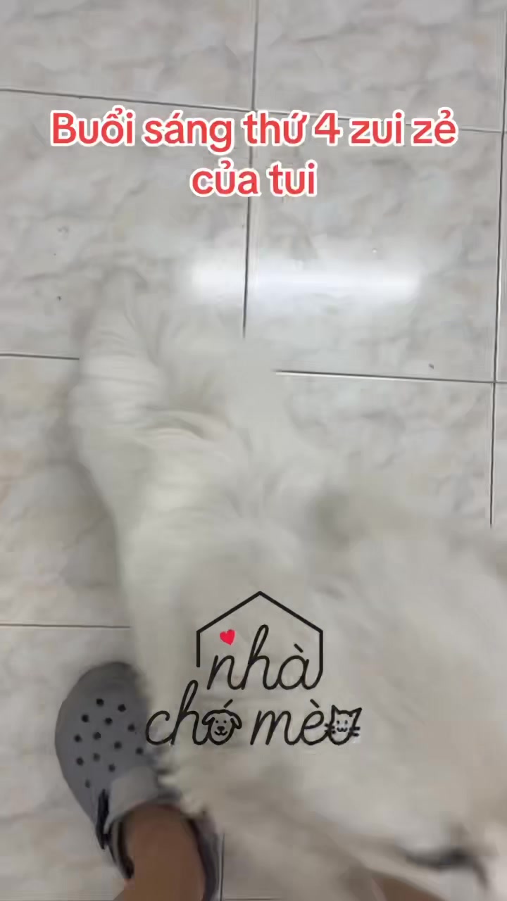 [🆕🇻🇳] Dịch vụ thú y tại nhà 24h Đà Nẵng HomePet 🐶🦜 Top1Pets 🐱🐠  𝗖𝗮̂́𝗽 𝗰𝘂̛́𝘂 𝗺𝗼̂̉ đ𝗲̉ 𝘁𝗵𝗮̀𝗻𝗵 𝗰𝗼̂𝗻𝗴 𝗰𝗵𝗼 𝗯𝗲́ 𝗰𝘂́𝗻 𝗫𝘂𝗸𝗮
Nay làm mẹ của 5 bé rồi, ca mổ được xử lý lúc 1h sáng tại Home Pet, mẹ tròn con vuông ạ
_____________ , shares-0✔️ , likes-2❤️️ , date-2025-07-16 18:40:13🐶🐱🇻🇳🇻🇳🇻🇳📰🆕