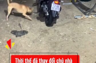 [🆕🇻🇳]  Vinicius Junior – chuyên các sản phẩm thời trang trẻ em bốn mùa 🧑‍🧒❤️️👶⭐️ Lôi con sợ hãi  , shares-0✔️ , likes-0❤️️ , date-2025-07-20 01:41:33🇻🇳🇻🇳🇻🇳📰🆕