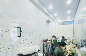 [🆕🇻🇳] PAO PET – CN Tân Bình – 10 Bàu Cát 1, P.14, Tân Bình, TPHCM 🐶🦜 Top1Pets 🐱🐠  ĐẦU TUẦN NHỘN NHỊP TẠI PAO PET – SPA THÚ CƯNG 5 SAOKhởi đầu tuần mới, toàn hệ thống Pao Pet đã đón hàng trăm bé thú cưng đến làm đẹp, thư giãn và trị l , shares-0✔️ , likes-1❤️️ , date-2025-07-21 18:34:41🐶🐱🇻🇳🇻🇳🇻🇳📰🆕