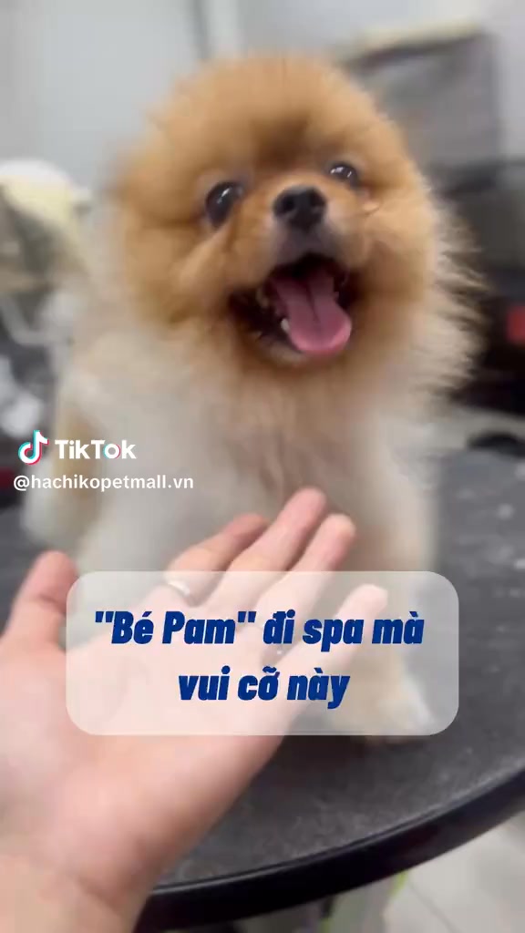 [🆕🇻🇳] Pet Shop Bình Tân- Siêu Thị Thú Cưng Hachiko 🐶🦜 Top1Pets 🐱🐠  “Người ta đi spa để xả stress, boss đi Hachiko để đẹp hết phần thiên hạ!”  , shares-0✔️ , likes-0❤️️ , date-2025-07-17 17:38:40🐶🐱🇻🇳🇻🇳🇻🇳📰🆕