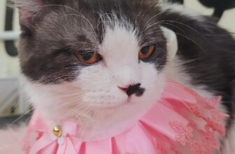 [🆕🇻🇳] Lildan Pet Spa Hotel & Clinic 🐶🦜 Top1Pets 🐱🐠 U mê với cái mẹt này quá , shares-0✔️ , likes-0❤️️ , date-2025-07-17 18:07:04🐶🐱🇻🇳🇻🇳🇻🇳📰🆕