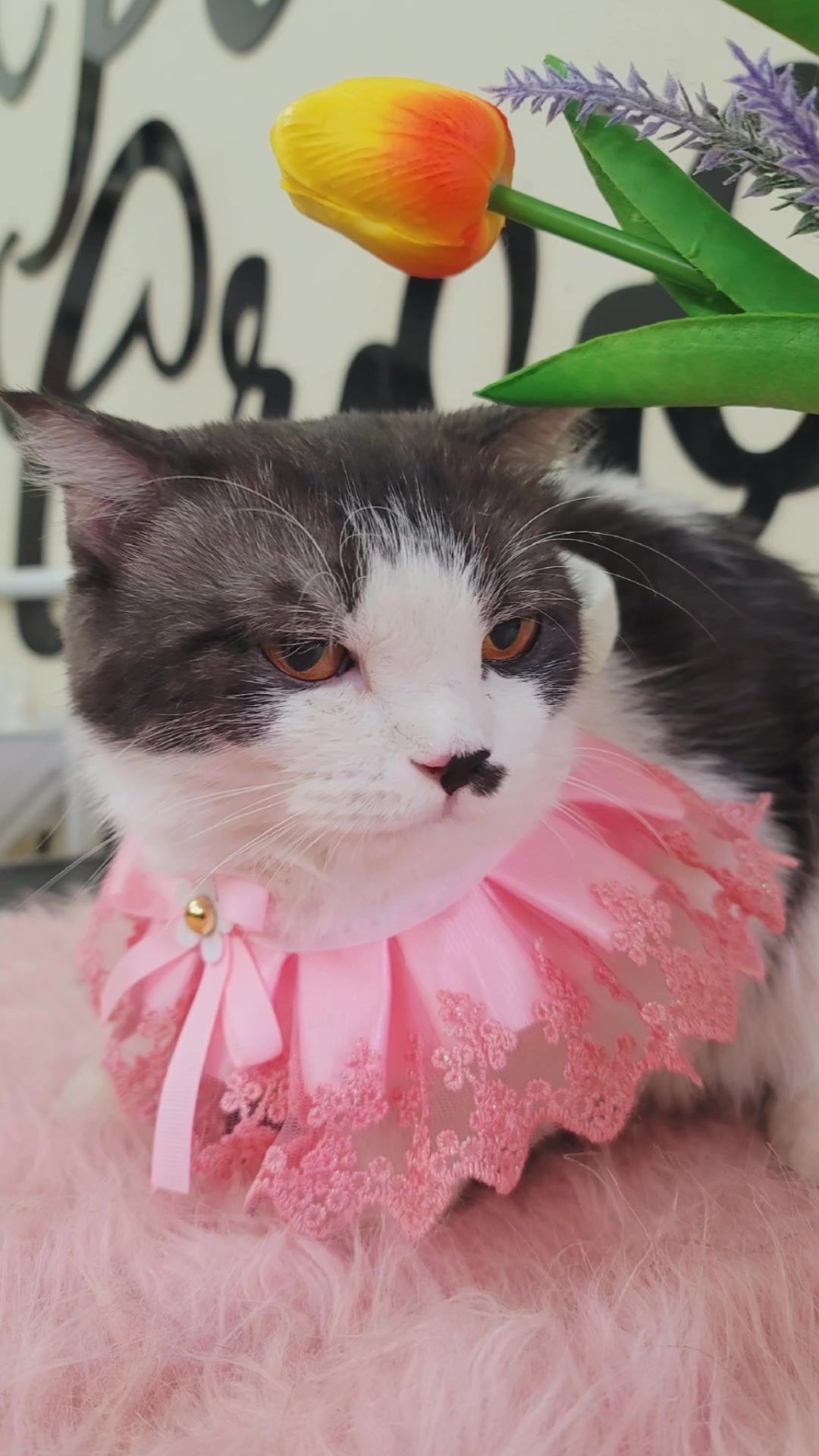 [🆕🇻🇳] LynLyn Pet shop – Dịch vụ thú cưng rẻ nhất Đà Nẵng  🐶🦜 Top1Pets 🐱🐠 Soang, sáng, mịn hẳn nha! Khác bọt lun nè!
LynLyn Pet
8h – 22h
CS1: 106 Nguyễn Đình Tứ – Cẩm Lệ – ĐN
Hotline: 0976.081.445
CS2: 335 Tôn Đản – Cẩm Lệ – , shares-0✔️ , likes-9❤️️ , date-2025-07-17 22:31:26🐶🐱🇻🇳🇻🇳🇻🇳📰🆕