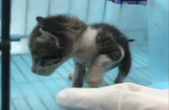 [🆕🇻🇳] Thú Y Long An Pet 🐶🦜 Top1Pets 🐱🐠 Bé mèo con bị bỏ rơi cần một gia đình yêu thương em. Ai thương yêu em liên hệ phòng khám ạPhòng khám Thú y Long An Pet – UY TÍN – TẬN TÂM – CHUYÊN NGHIỆ , shares-0✔️ , likes-0❤️️ , date-2025-07-20 18:35:44🐶🐱🇻🇳🇻🇳🇻🇳📰🆕