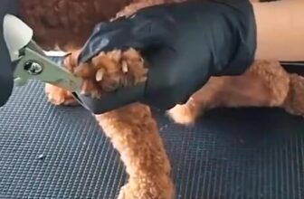 [🆕🇻🇳] TiTi Pet-Shop thú cưng – Quần áo, Thức ăn, Sữa tắm,Vitamin và phụ kiện cho chó mèo 🐶🦜 Top1Pets 🐱🐠 Combo vệ sinh nà!
——–//——–
#TiTiPet: 245 đường số 8, p11, Gò Vấp, tphcm
Open: 8h30-21h30
Ship cod toàn quốc
Hotline (zalo): 0917131337 – 0903 , shares-0✔️ , likes-0❤️️ , date-2025-07-19 02:52:39🐶🐱🇻🇳🇻🇳🇻🇳📰🆕