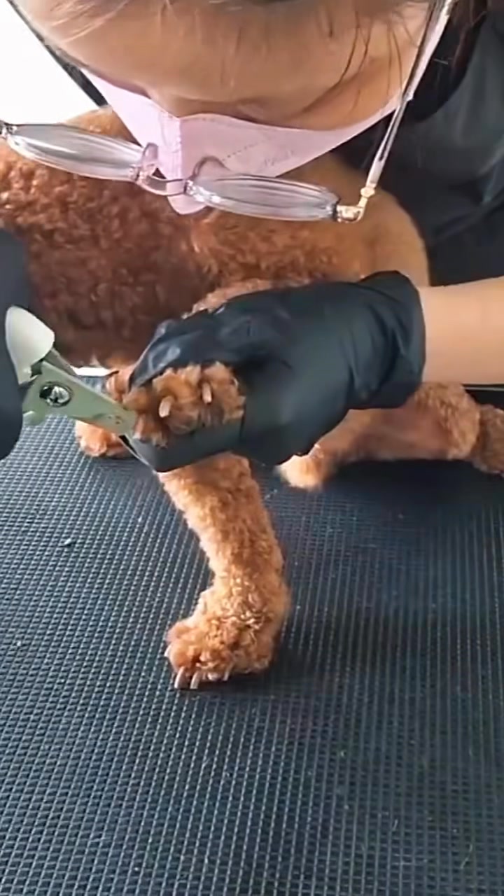 [🆕🇻🇳] TiTi Pet-Shop thú cưng – Quần áo, Thức ăn, Sữa tắm,Vitamin và phụ kiện cho chó mèo 🐶🦜 Top1Pets 🐱🐠 Combo vệ sinh nà!
——–//——–
#TiTiPet: 245 đường số 8, p11, Gò Vấp, tphcm
Open: 8h30-21h30
Ship cod toàn quốc
Hotline (zalo): 0917131337 – 0903 , shares-0✔️ , likes-0❤️️ , date-2025-07-19 02:52:39🐶🐱🇻🇳🇻🇳🇻🇳📰🆕