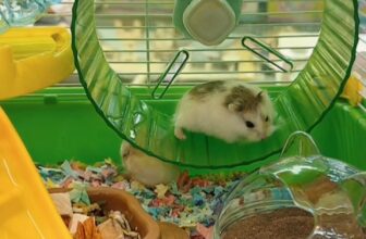 [🆕🇻🇳] Pet shop Miền Đất Hứa – Dịch vụ thú cưng 🐶🦜 Top1Pets 🐱🐠 Các bé hamster robo dễ thương , shares-0✔️ , likes-0❤️️ , date-2025-07-25 07:56:15🐶🐱🇻🇳🇻🇳🇻🇳📰🆕