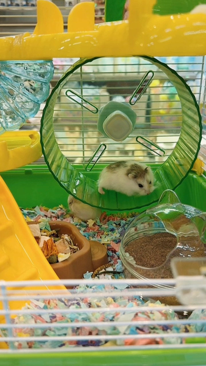 [🆕🇻🇳] Phòng Khám Thú Y Dr. VET – BÌNH CHÁNH 🐶🦜 Top1Pets 🐱🐠 Phẫu thuật gãy xương chân trước bằng nẹp Titannium
———————–
𝐏𝐇𝐎̀𝐍𝐆 𝐊𝐇𝐀́𝐌 𝐓𝐇𝐔́ 𝐘 𝐃𝐑.𝐕𝐄𝐓
Địa chỉ: 1391 Quốc Lộ 50- Phong Phú- Bình Chánh- H , shares-0✔️ , likes-13❤️️ , date-2025-07-24 01:34:11🐶🐱🇻🇳🇻🇳🇻🇳📰🆕