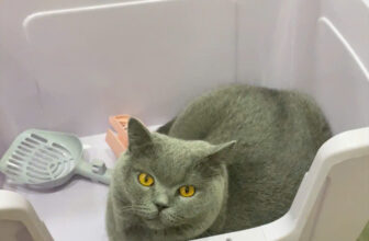 [🆕🇻🇳] Pet Lovers VN – Thiên đường thức ăn dành cho thú cưng của bạn 🐶🦜 Top1Pets 🐱🐠 Chiếc em bé thích thau cát
================================
Hệ Thống Web :
Website :
FaceBook :
InStagram :
Shopee :
Lazada :
Tiktok : petloversvn
, shares-0✔️ , likes-0❤️️ , date-2025-07-19 01:31:00🐶🐱🇻🇳🇻🇳🇻🇳📰🆕