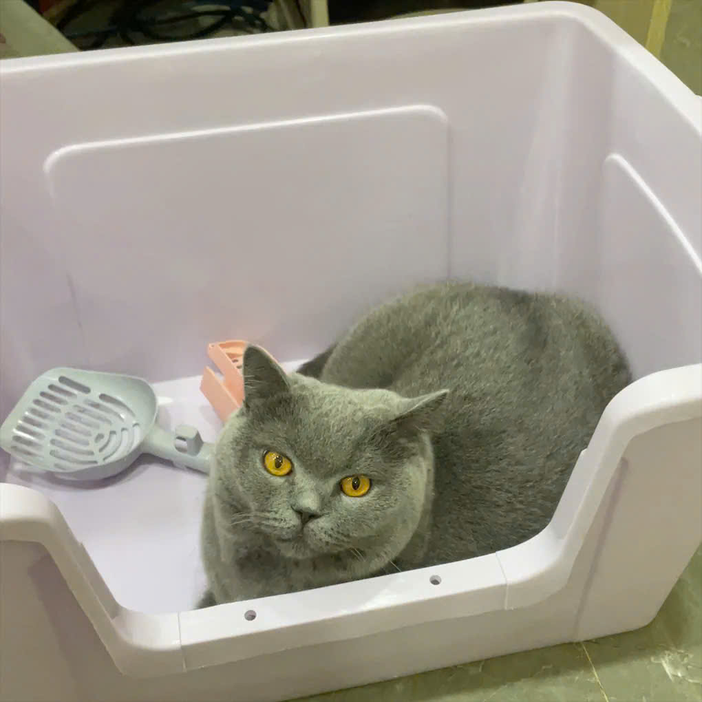 [🆕🇻🇳] Pet Lovers VN – Thiên đường thức ăn dành cho thú cưng của bạn 🐶🦜 Top1Pets 🐱🐠 Chiếc em bé thích thau cát
================================
Hệ Thống Web :
Website :
FaceBook :
InStagram :
Shopee :
Lazada :
Tiktok : petloversvn
, shares-0✔️ , likes-0❤️️ , date-2025-07-19 01:31:00🐶🐱🇻🇳🇻🇳🇻🇳📰🆕