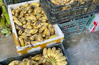 [🆕🇻🇳] Tổng kho sỉ bánh tráng- Bánh tráng siêu ngon 🍔 Top1Food  🍜 Trời mưa lắc rắc kiểu này là “ Lụm Lúa “ các bác ơi
Thủ 60kg chuối còn sợ không đủ
#chuoichienmalaysia
, shares-0✔️ , likes-38❤️️ , date-2025-07-24 15:04:19🇻🇳🇻🇳🇻🇳📰🆕
