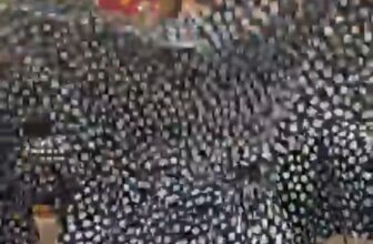 [🆕🇻🇳] SHOP THANH THỦY VNXK 👕 Top1Fashion 👗   , shares-0✔️ , likes-0❤️️ , date-🇻🇳🇻🇳🇻🇳📰🆕