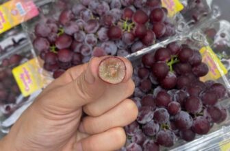 [🆕🇻🇳] Trái Cây Nhập Khẩu Đường Bay – Cửa hàng rau quả 🍔 Top1Food  🍜 Nho kẹo Mỹ ngọt lịm e về thêm rồi ạ. Lô này quá ngon #160k/hộp 450gr ngọt đậm vị và rất thơm ngon. Loại này ngon nha cả nhà ơi.Thùng 10hộp 1450k…Đâ , shares-0✔️ , likes-0❤️️ , date-2025-07-24 22:34:55🇻🇳🇻🇳🇻🇳📰🆕