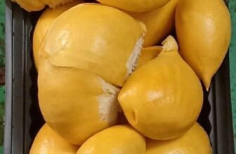 [🆕🇻🇳] Ăn Vặt RIO – Nhà bếp/Nấu ăn 🍔 Top1Food  🍜 SẦU RIÊNG GAI ĐEN trai tầm-1ki5
SẦU RIÊNG BLACK THORN MALAYSIA
Là giống sầu mới ngon hơn ca  sầu riêng Musang King .
đặc điểm của sầu riêng Black Thorn:  , shares-0✔️ , likes-1❤️️ , date-2025-07-25 03:07:48🇻🇳🇻🇳🇻🇳📰🆕