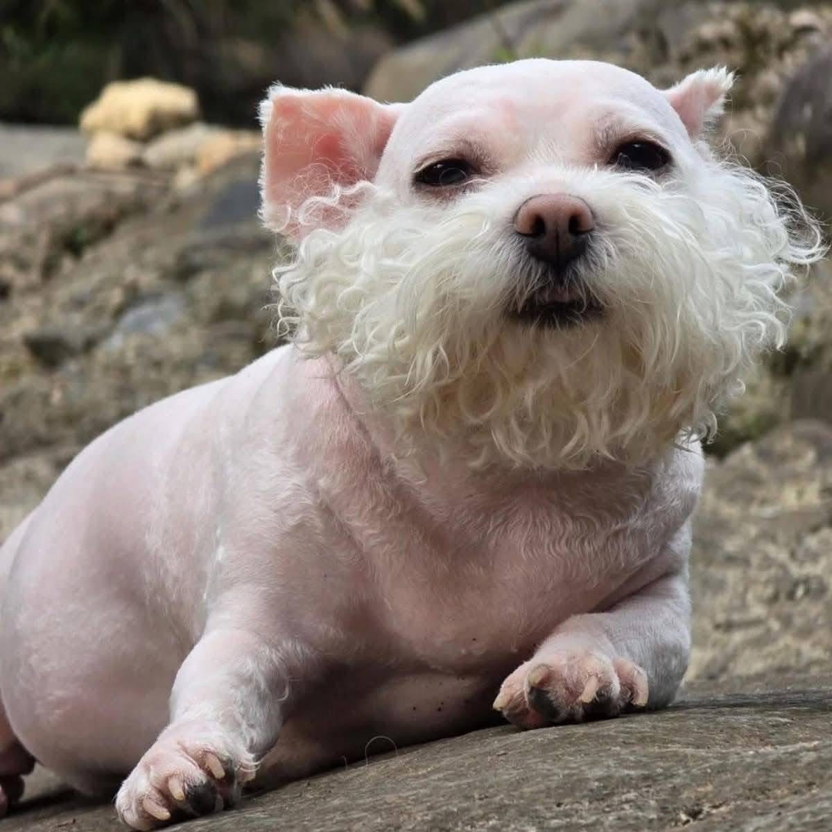 [🆕🇻🇳] Phụ Kiện Thú Cưng – MundoPet Shop – Dịch vụ Grooming & Spa chuyên nghiệp 🐶🦜 Top1Pets 🐱🐠 Sa sư đệ
, shares-0✔️ , likes-0❤️️ , date-2025-07-27 18:39:13🐶🐱🇻🇳🇻🇳🇻🇳📰🆕