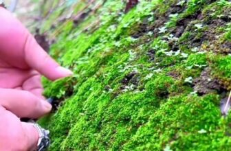 [🆕🇻🇳] Trạm Vẽ painting – Sunny art 🎨 Top1Designs ✨  Cách tạo ra tiểu cảnh terrarium  , shares-0✔️ , likes-28❤️️ , date-2025-07-27 13:01:14🇻🇳🇻🇳🇻🇳📰🆕