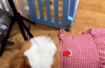 [🆕🇻🇳] Master Pet Grooming Spa & Hotel – Chăm sóc và làm đẹp cho thú cưng 🐶🦜 Top1Pets 🐱🐠  , shares-0✔️ , likes-0❤️️ , date-🐶🐱🇻🇳🇻🇳🇻🇳📰🆕